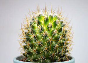 7 Things to Know About Cactus Plant